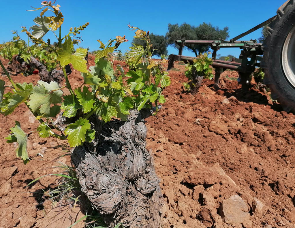 Mylonas winery Grekland